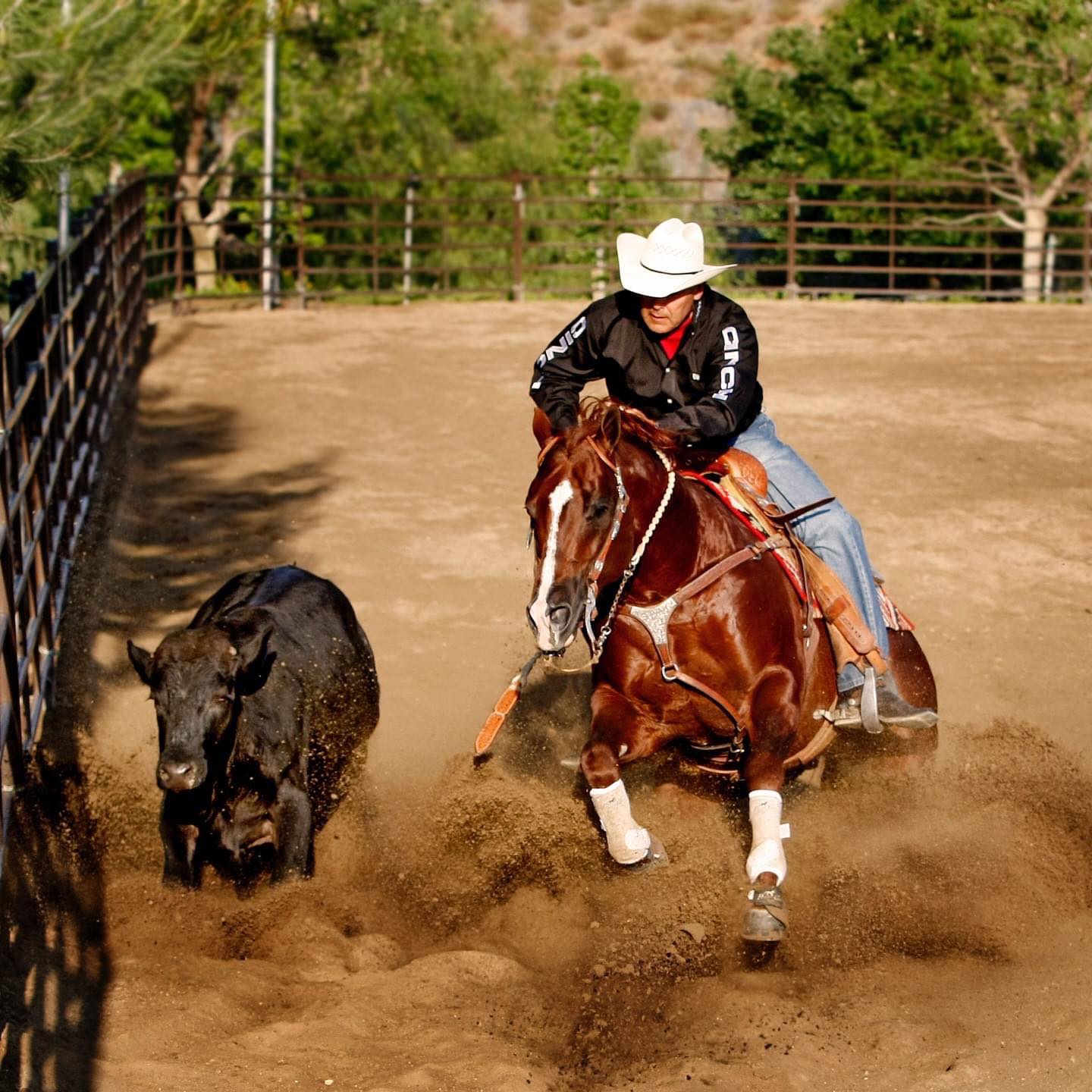 Bob Avila working cattle down the fence — Temecula, California