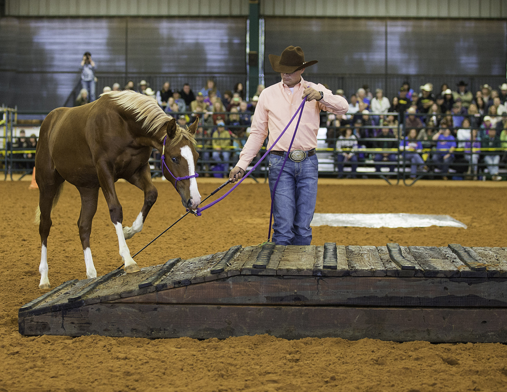 Clinton Anderson conducting a groundwork clinic — bridge obstacle exercise